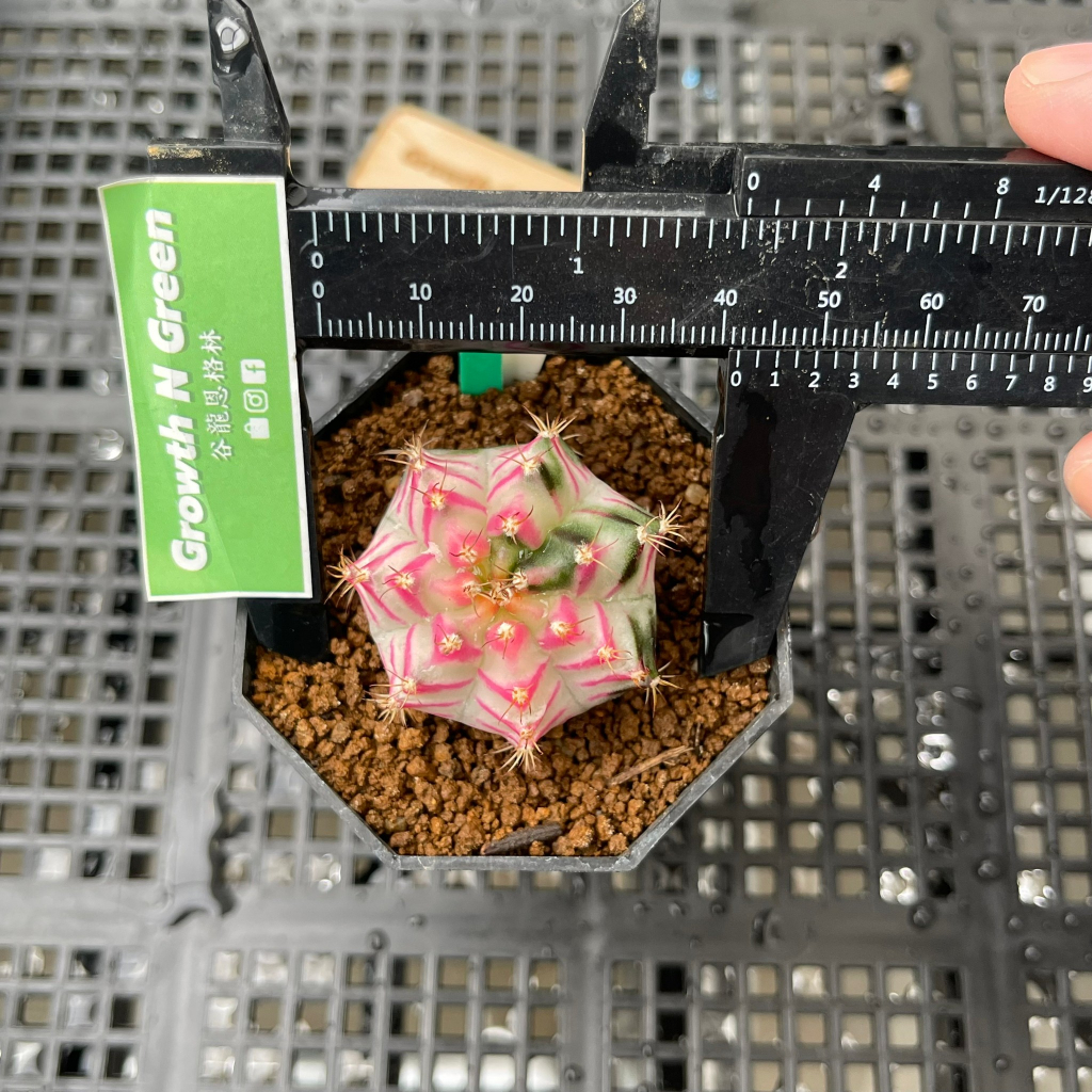 ยิมโนด่าง-ไม้เมล็ด-ลูกpinkdiamond-gymnocalycium-mihanovichii-ลูก-pink-diamond-ด่าง-สวย-ลุ้นด่างสมมาตร