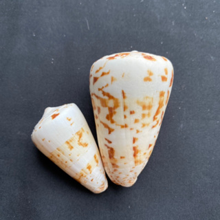 เปลือกหอยสังข์ลายสีเหลือง Yellow patterned conus shell 4-7cm hua wen