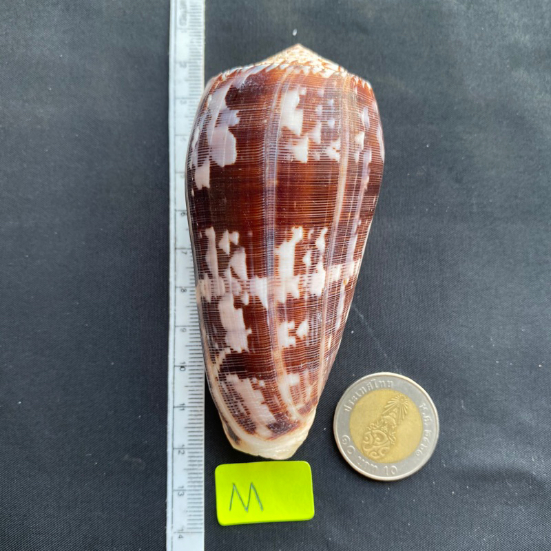 Rare taro sea conus shell หอยทากเผือกหายาก 6-10cm sha shou | Shopee ...
