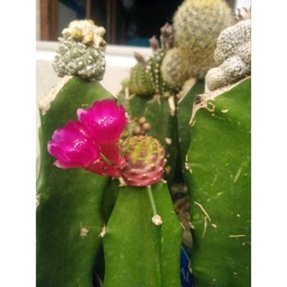 cactus ซัลโคสตรอเบอรีด่าง กราฟตอสามเหลี่ยม