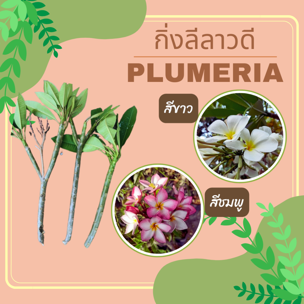 กิ่ง-ลีลาวดี-plumeria-กิ่งลีลาวดีตัดสด