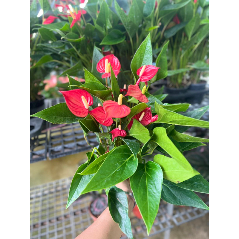 Anthurium andraeanum 'Million Flowers Red' | Shopee Thailand