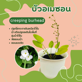 ต้นบัวอเมซอน เป็นพืชชอบน้ำ ไม้น้ำ creeping burhead