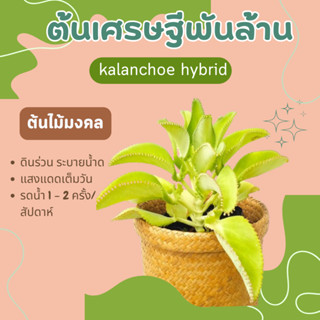 ต้นเศรษฐีพันล้าน ต้นไม้มงคล kalanchoe hybrid ไม้อวบน้ำ คว่ำตาย หงายเป็น