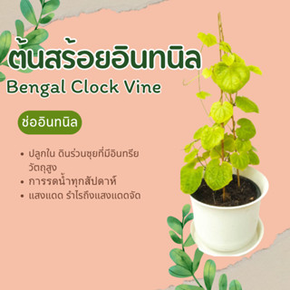 ต้นสร้อยอินทนิล หรือ ช่ออินทนิล ไม้เลื้อย Bengal clockvine blue sky vine blue trumpet vine สร้อยอินทนิน