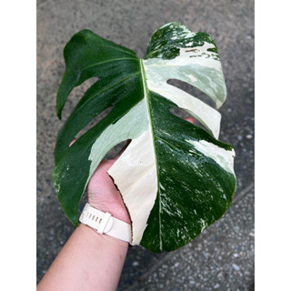 monstera albo มอนอัลโบ้ มอนสเตอร่า อัลโบ้ มอนด่าง ด่างขาว