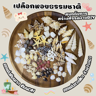 เปลือกหอยคละแบบ ทะเลธรรมชาติ ขนาดเล็กจิ๋วและใหญ่ ใช้ตกแต่งเทียน DIY สวนจิ๋ว ตู้ปลา ตกแต่งขวดโหล งานฝีมือ