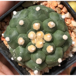 🐢⭐️🐢⭐️🐢⭐️💚Astrophytum asterias KIKKO เต่าเอ๋ยเต่า