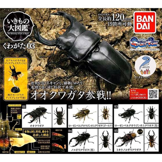 กาชาปองด้วง โมเดล Gashapon Bandai Kuwagata Stag Beetle Action Vol.03  จุดขยับ โมเดลสัตว์ ลิขสิทธิ์แท้