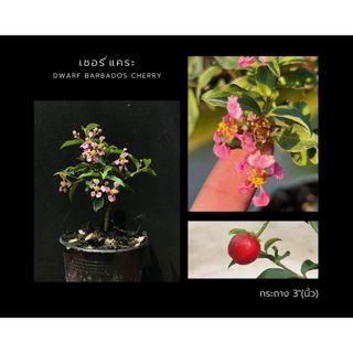 เชอรี่แคระ🍒 dwarf barbados cherry กระถาง 3”(นิ้ว) ไม้แคระ บอนไซจิ๋ว bonsai