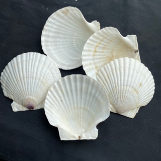 หอยเชลล์ขาวตัวใหญ่ gaint white scallop shell 10-12cm