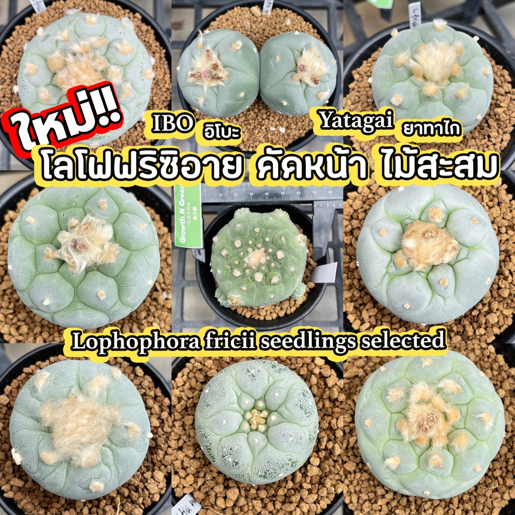 โลโฟโฟร่า-ฟริซิอาย-lophophora-fricii-ไม้เมล็ด-ชำหน่อ-หน้าสวย-เกรดสะสม-ลูกไม้สายเลือดดี-ไทย-ญี่ปุ่น