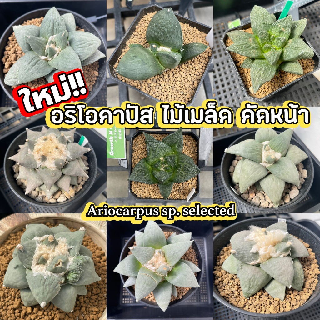 อริโอคาปัส-ariocarpus-หลายรายการ-ไม้เมล็ด-ตัดลง-หน้าสวย-เกรดสะสม-ลูกไม้สายเลือดดี