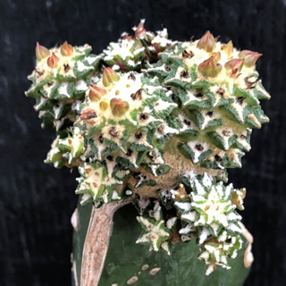 [พร้อมส่ง]🌵 แคคตัส อาริโอ คอทชูมอนส์ Ariocarpus kotschoubeyanus f. prolifera cactus ไม้กราฟ จำนวน 1 ต้น