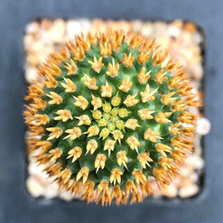 [พร้อมส่ง]🌵 แคคตัส แมม บรู mammillaria camptotricha cv. Bru cactus ไม้กราฟ จำนวน 1 ต้น