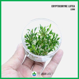 [APC] Cryptocoryne lutea (คริปลูเทีย) [ไม้น้ำ - Aquatic Plants] LC996