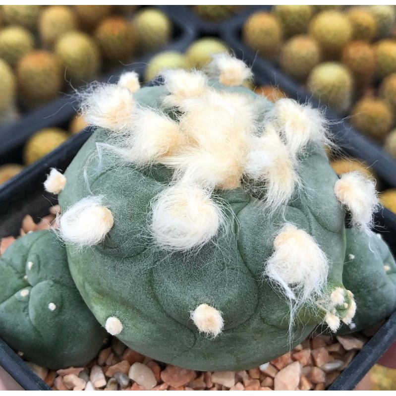 ต้าวลูกหมา-ขนปุกปุยเกินปุยมุ้ยยลูก-lophophora-diffusa-koike-hybrid