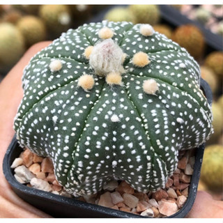 สุดจัดในย่านนี้⭐️⭐️⭐️ปลาดาวฟอร์มยักเลยน้า ไปลุ้นฮานะต่อได้ฮะ STARFISH🏝😳🌟⭐️Astrophytum asterias "Starfish”  สวยเอวเว้า❤️