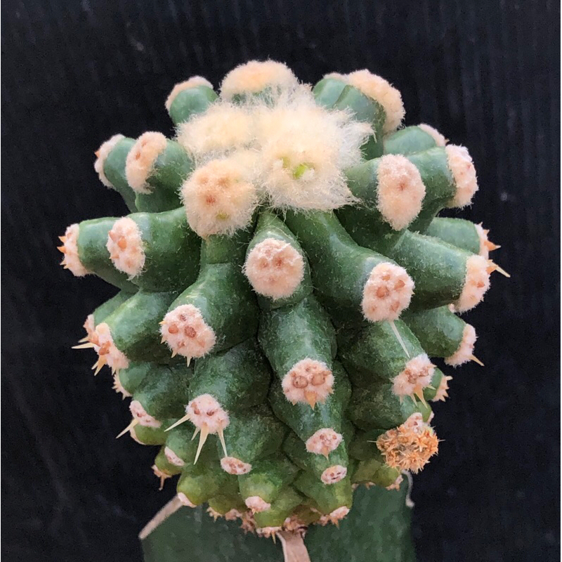 พร้อมส่ง-แคคตัส-ถังทอง-หนามกุด-echinocactus-grusonii-var-subintermis-cactus-ไม้กราฟ-จำนวน-1-ต้น