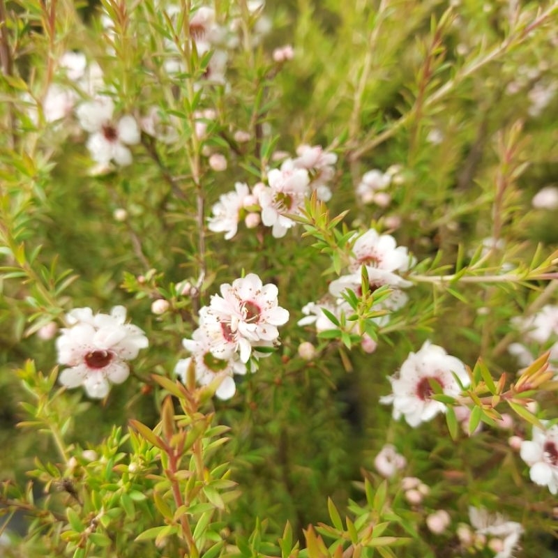 ต้นมานูก้า Manuka/Tea Tree | Shopee Thailand