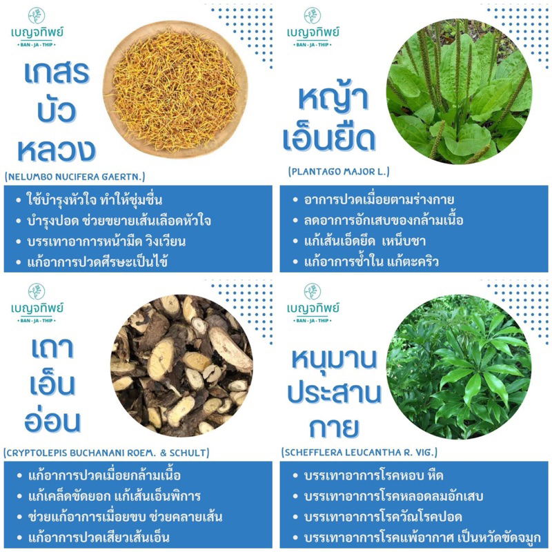 เบญจทิพย์-บาล์มสมุนไพรแท่ง-สูตร-เกสรบัวหลวง-aromatic-herbal-balm-stick-แก้ปวดเมื่อย-แก้คันในทันที-สูตรเย็นจัด