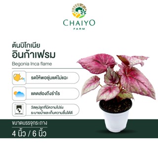 บิโกเนีย อินก้าเฟรม (begonia Inca flame) กระถาง 4 นิ้ว