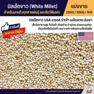 มิลเล็ตขาว White Millet USA เกรดA อาหารนกแก้ว และสัตว์ฟันแทะ สะอาด ร่อนฝุ่นทุกถุง (แบ่งขาย 250G / 500G / 1KG)