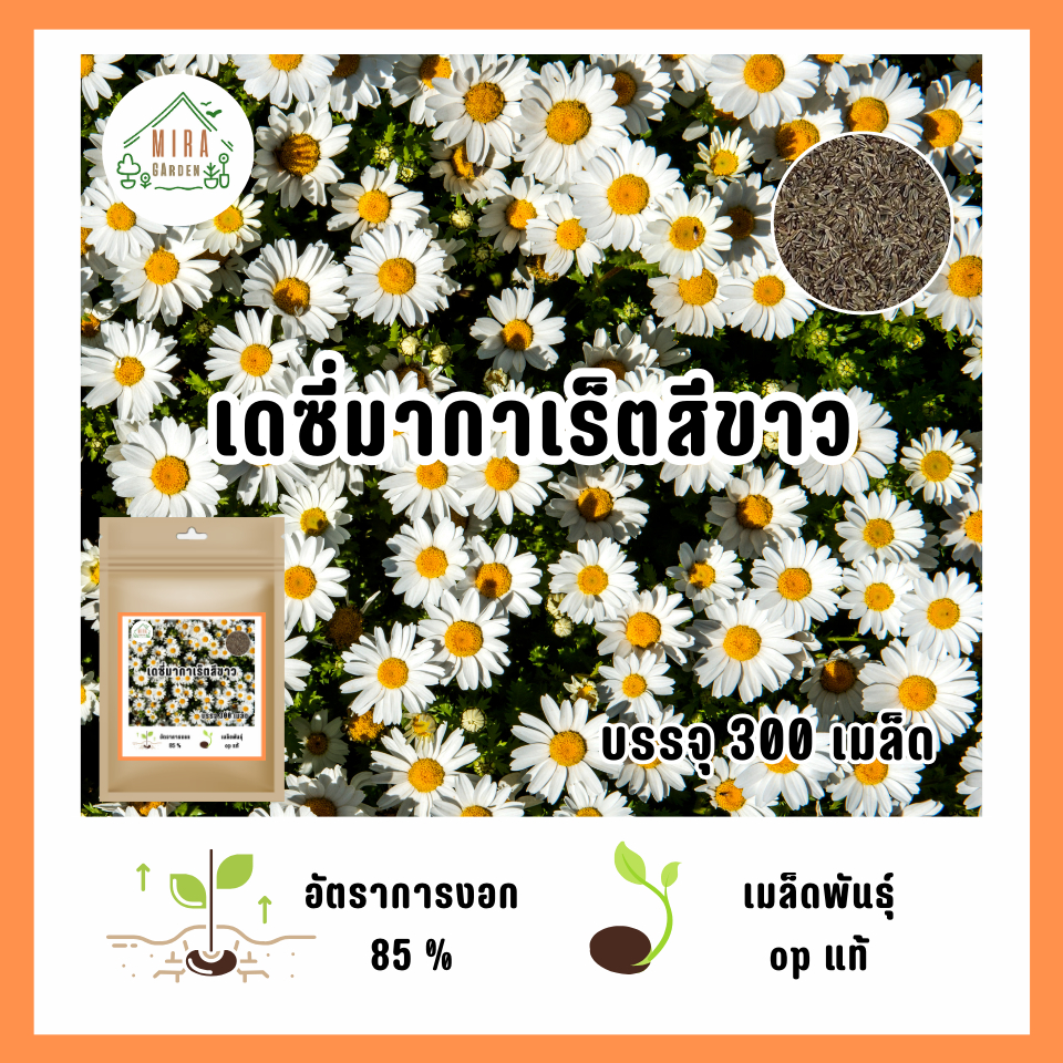 เมล็ดพันธุ์ ดอกเดซี่มากาเร็ตสีขาวล้วน บรรจุ 200 เมล็ด | Shopee Thailand