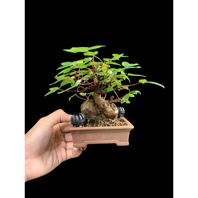 เมเปิลญี่ปุ่น Kaede maple | Shopee Thailand