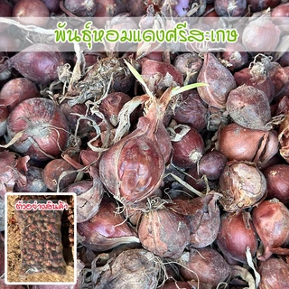 พันธุ์หัวหอมแดงศรีสะเกษ หอมแดง สำหรับปลูก หัวสวยแบบไม่ตัดจุก 40-100 กรัม  โตเร็ว ผลผลิตสูง ( ซื้อ 10 แถม 1 คละได้) photo