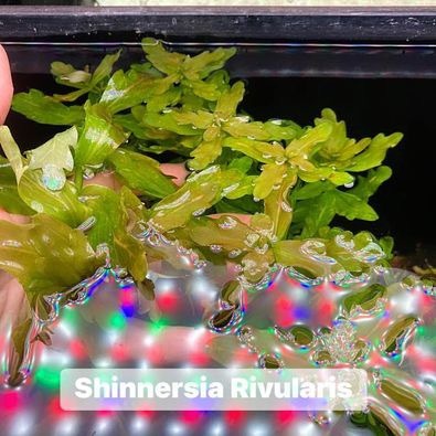 Shinnersia Rivularis ต้นไม้สีเขียว หลังตู้ หรือกลางตู้ ทำพุ่มสวย ไม่ง้อ ...