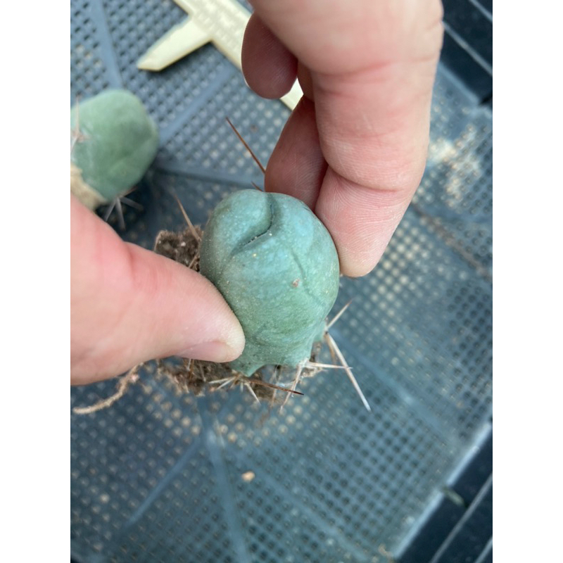 ต้นกะจู๋ Trichocereus bridgesii forma monstruosa inermis (Penis cactus) ต้นละ 140 บาท ค่ะ มีรากพร้อมปลูกต้นอวบแข็งแรง