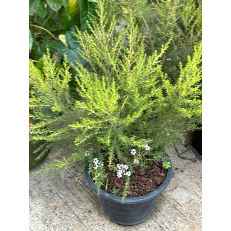 มานูก้าขาว #ดอกสุดน่ารัก #ดอกไม้กินได้ #ใบใช้ชงชาดื่ม Manuka / Tea Tree ...