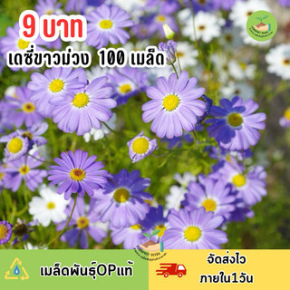 9 บาท เมล็ดพันธุ์ดอกเดซี่ ขาวม่วง คละ2สี | Shopee Thailand