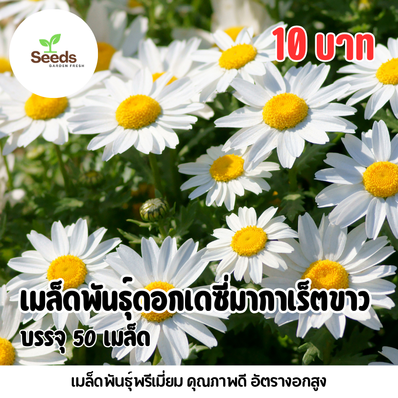 เมล็ดพันธุ์ เดซี่มากาเร็ตสีขาว บรรจุ 50 เมล็ด/ซอง | Shopee Thailand
