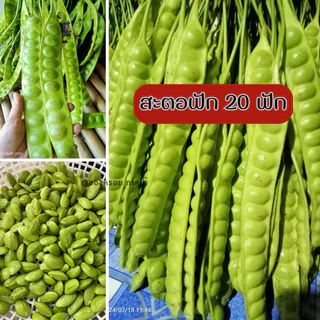 สะตอฟัก‼️20ฟัก‼️ สะตอฟักสวย เม็ดแก่จัด ส่งจากยะลา ส่งทุกวัน ราคาถูกที่สุด✅ photo
