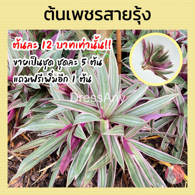 ต้นเพชรสายรุ้ง-ว่านกาบหอยด่างชมพู-ตัดต้นสด-ต้นละ12-บาท-ขายเป็นชุด-5-ต้น-60-บาท-แถมฟรี-1-ต้น