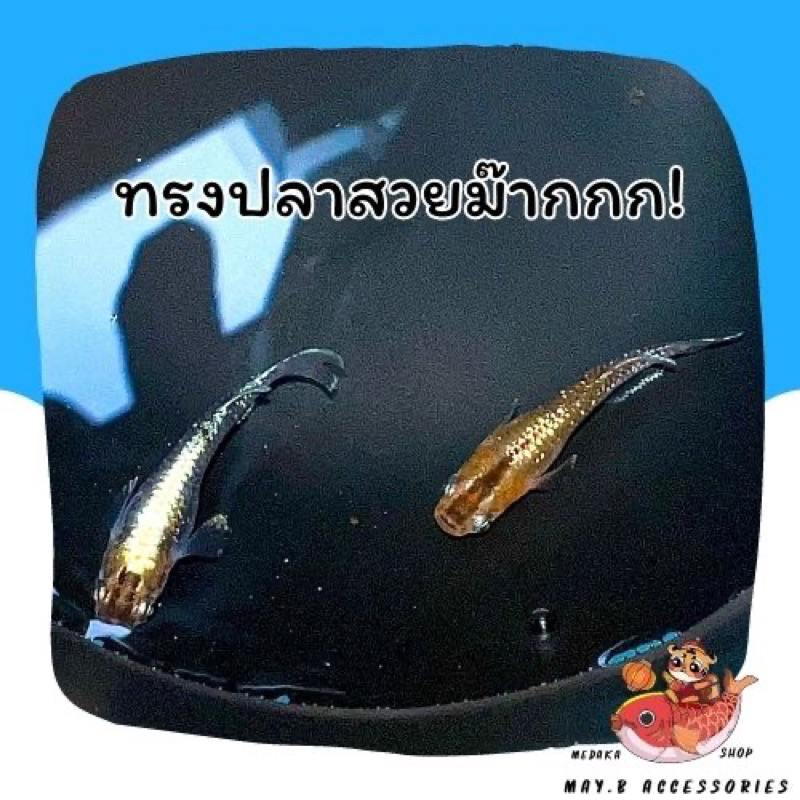 ไข่ปลาเมดากะ-น้องดาวตก-meteor-storm