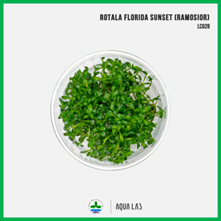 [APC] Rotala Florida Sunset ramosior (โรทาล่าฟลอริด้าซันเซ็ท) [ไม้น้ำ - Aquatic Plants] LC628
