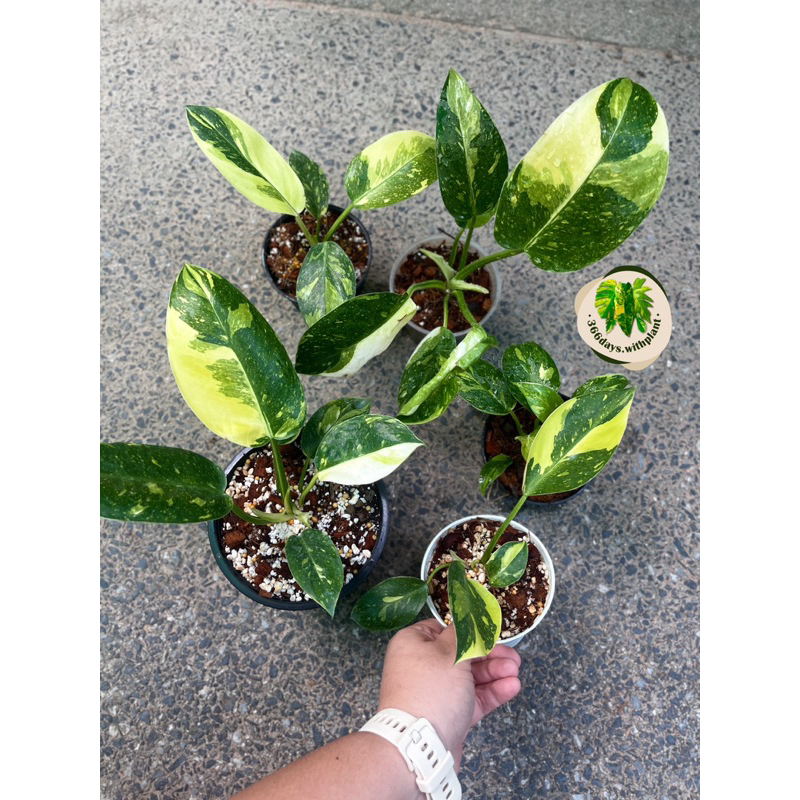 philodendron-green-congo-hybrid-var-กรีนคองโก-ไฮบริด-ไม้ด่าง