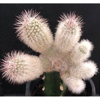 [พร้อมส่ง]🌵 แคคตัส อิชินอป ไวริดิฟอลรัสคานัส Echinocereus viridiflorus canus cactus ไม้กราฟ จำนวน 1 ต้น