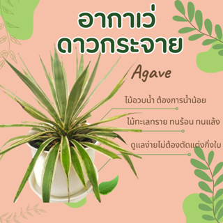 ต้นอากาเว่ อากาเว ป่านศรนารายณ์ อากาเว่ปากนกแก้ว อากาเว่ ดาวกระจาย agave