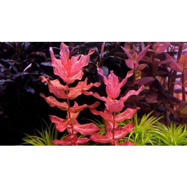 มาครานด้าแดงใบลาย-rotala-macrandra-variegated