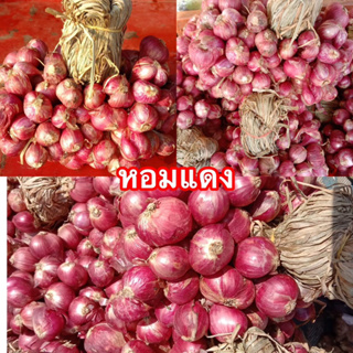 หอมแดงแบบจุก 500 กรัม rad onion หอมไทย