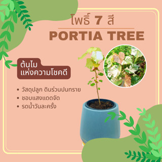 ต้นโพธิ์ 7 สี หรือ ต้นโพธิ์ทะเลด่าง โพทะเลด่าง Portia tree, Rosewood of Seychelles, Tulip tree  โพธิ์ 7 สี