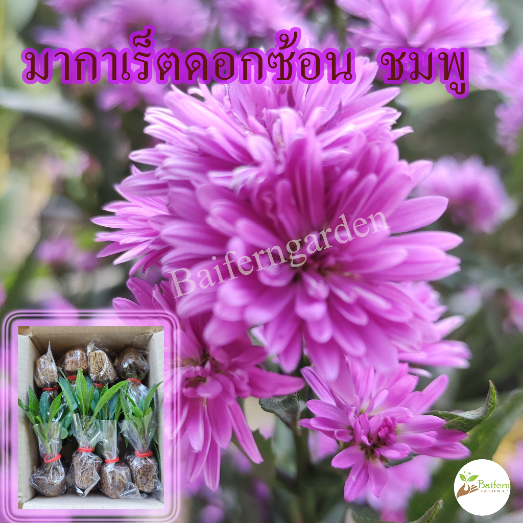 ต้นกล้าดอกมากาเร็ตไทยดอกซ้อนสีชมพู-ดอกไม้กินได้-รากเยอะปลูกติด-100