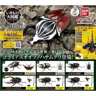 กาชาปองด้วง  โมเดล Gashapon Bandai Kuwagata Hercules Beetle Action Vol.03 จุดขยับ โมเดลสัตว์ ลิขสิทธิ์แท้