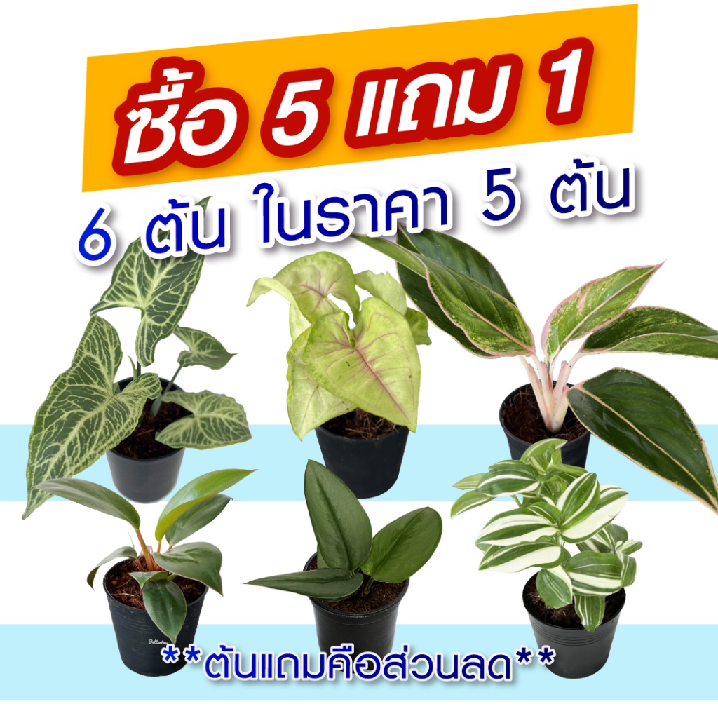 ซื้อ-5-แถม-1-ต้นไม้มงคล-ต้นไม้ฟอกอากาศ-กระถางขนาด-3-นิ้ว-ต้นไม้-plant