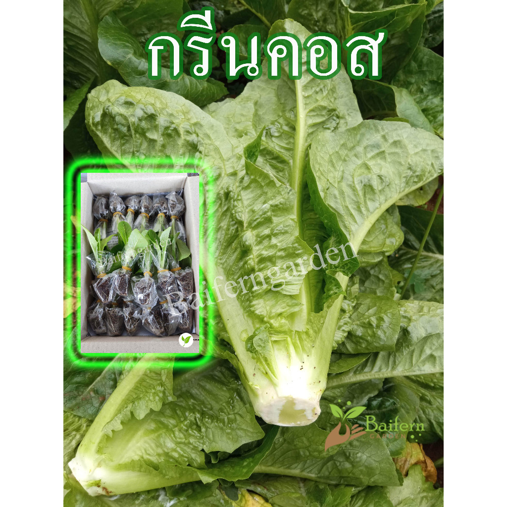 ต้นกล้ากรีนคอส-พร้อมส่ง-ผักของคนรักสุขภาพ-ต้นแข็งแรง-รากเยอะ