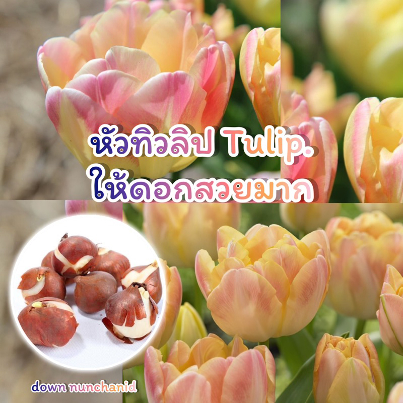 Tulip หัวทิวลิป สีชมพูเหลือง ให้ดอกสวยมาก สีสวย | Shopee Thailand